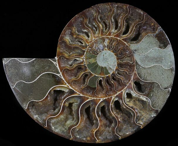 Cut Ammonite Fossil (Half) - Agatized #54342